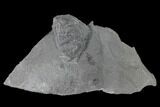 Enrolled Elrathia Trilobite Fossil - Utah - House Range #139692-1